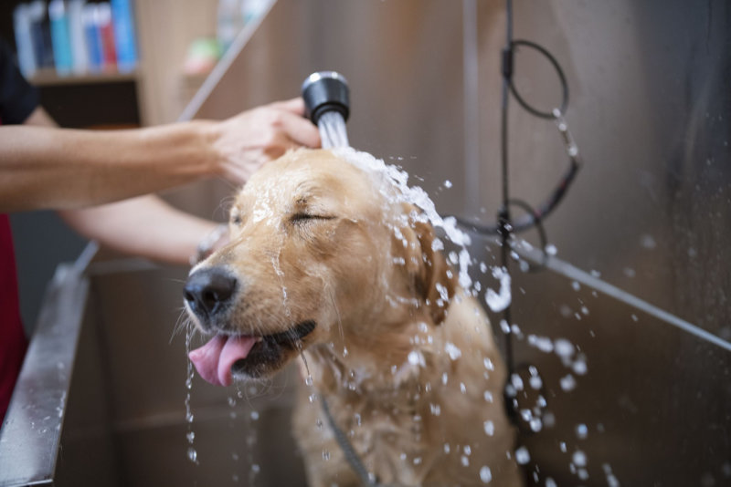 Dog Shower